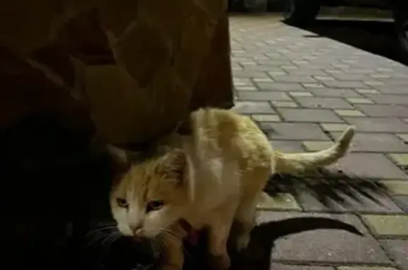 Найдена кошка, Новороссийск, фото: Кошка найдена, ул. Грибоедова 47, Новороссийск