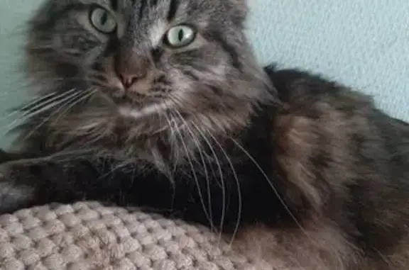 Пропала чёрная кошка, МО