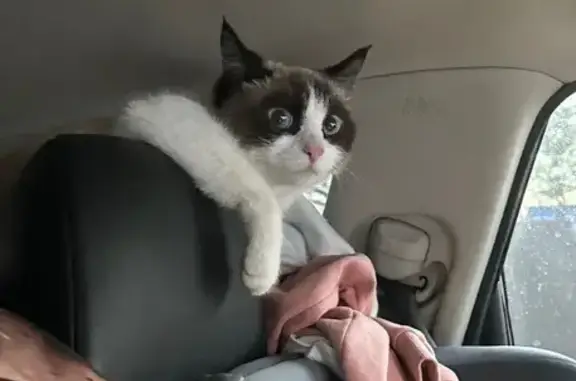Пропала кошка, 8, Литвиново