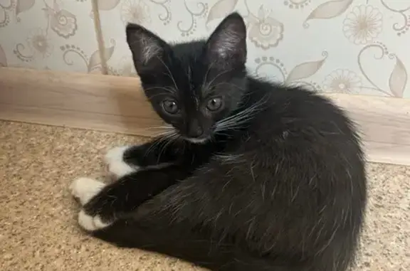 Найдена кошка, Евпатория, фото: Кошка найдена, Хозяйственная ул., Евпатория