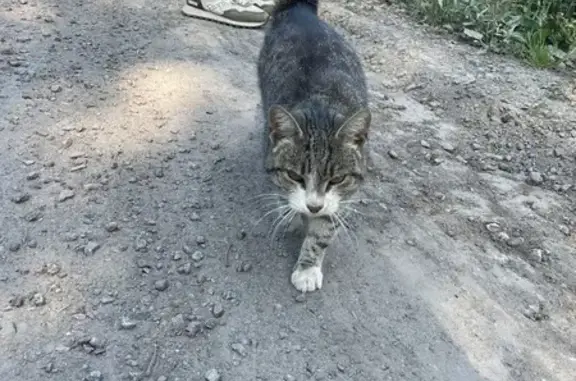 Найдена кошка, Вартемяги, фото: Кошка найдена: ул. Ст. Графская дор., 3, Вартемяги
