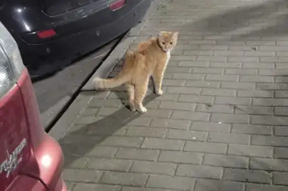 Найдена кошка, Санкт-Петербург, фото: Найден рыжий кот, Искровский пр., 32 к1