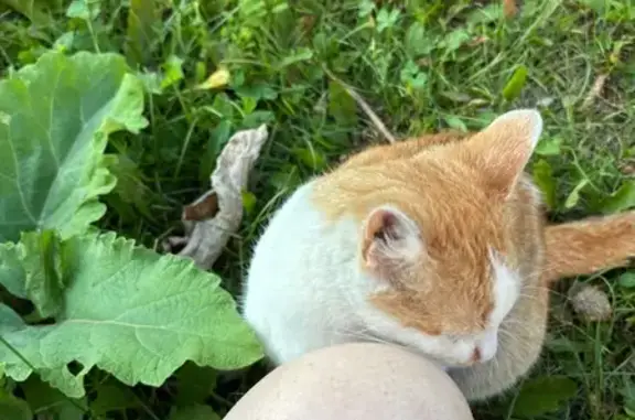 Найдена кошка, Ковров, фото: Ласковая кошка найдена, ул. Лепсе, 2