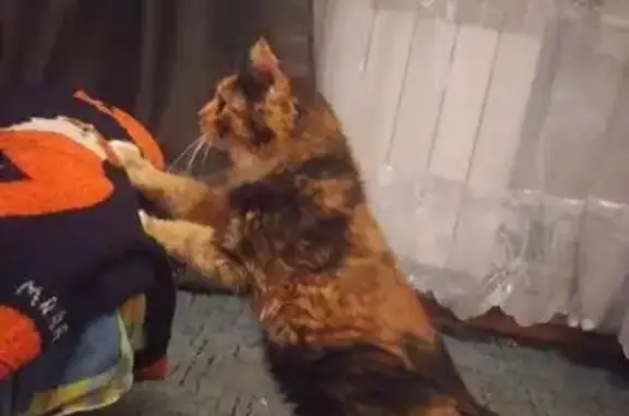 Кошки потеряшки, Чехов, фото: Потеряшка кошка, ул. Полиграфистов, Чехов