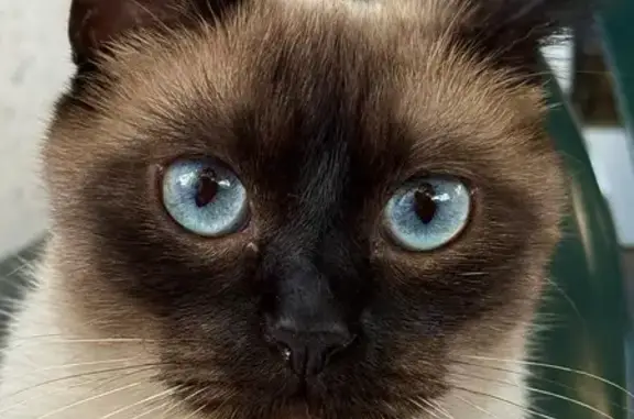 Пропала кошка, Приморская 5А, Мысхако