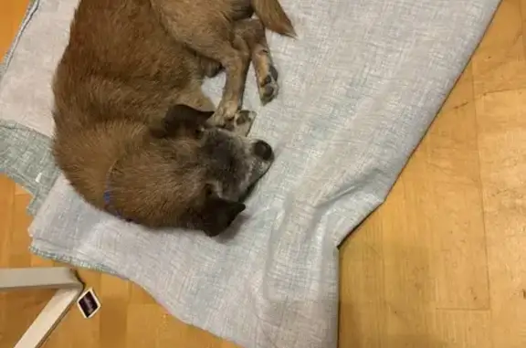 Собака найдена: Красноармейская ул., Ростов-на-Дону