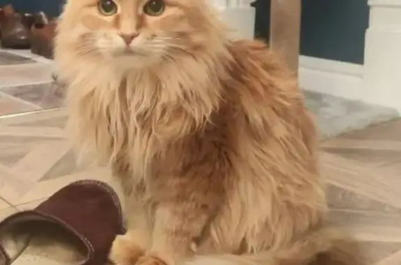 Пропала кошка, Борисова Грива, Ленобласть