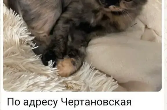 Пропала кошка, Чертановская 62 к2, Москва