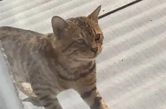 Найдена кошка, Севастополь, фото: Кошка найдена: Матюшенко 91, Севастополь