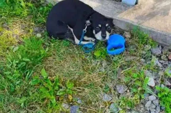 Найдена собака, Московская область, фото: Агрессивная собака у ворот, 46Н-03767