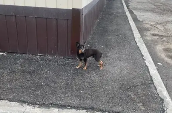 Найдена собака, ул. Щорса, 9А, Тюмень