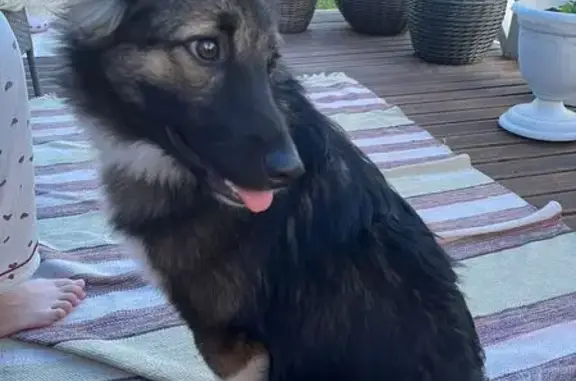 Собаки потеряшки, Томск, фото: Потеряшка собака Дуся, Липовая аллея, Томск