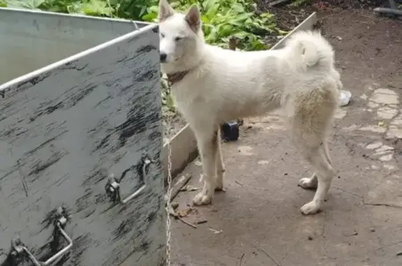 Найдена собака, Владивосток, фото: Собака найдена: 3-я Шоссейная, 27, Владивосток