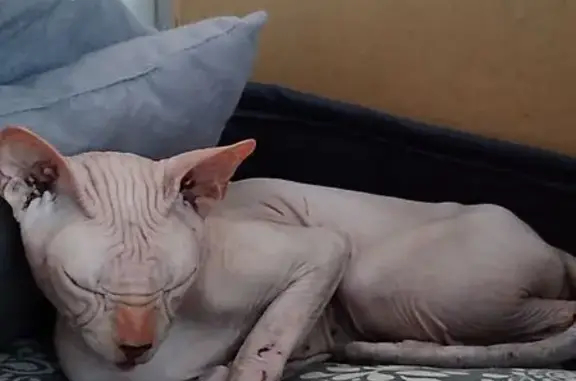 Кошка Сфинкс найдена, Искровский пр. 4 к3