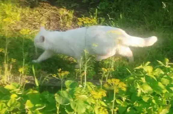 Кошка найдена: Лунинская ул. 13, Псков