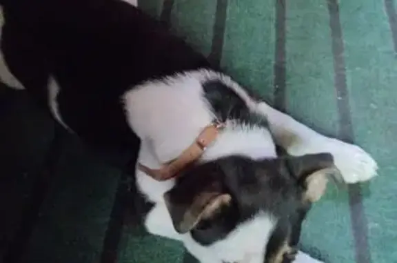 Собака найдена, ул. Тихонова 9, Барнаул