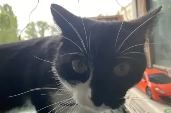 Найдена кошка, Балаково, фото: Кошка найдена: Вокзальная ул., 13, Балаково