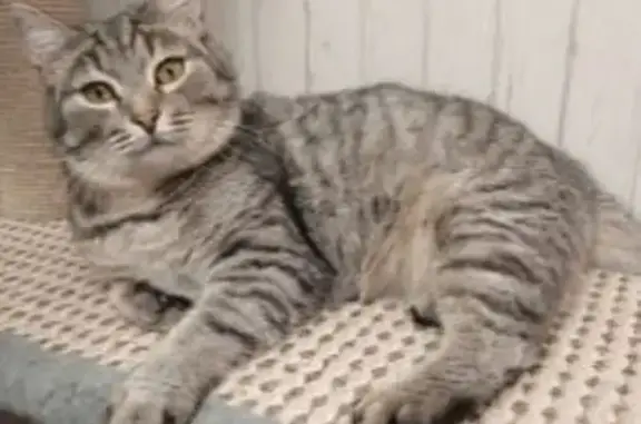 Потерянные животные Омск, фото: Пропала кошка, Карело-Финская, 22, Омск