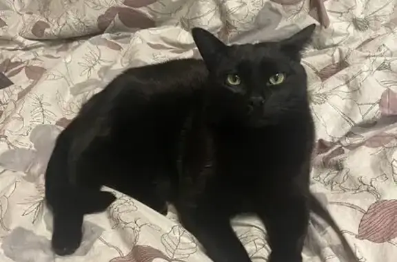 Пропал кот, Мишкольцская, 3, Вологда