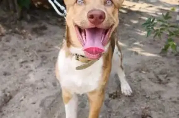 Щенок ищет дом, пр. Металлургов, Волгоград