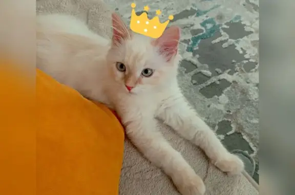 Кошки потеряшки, Трусово, фото: Потеряшка кошка, Школьная ул. 17, Трусово