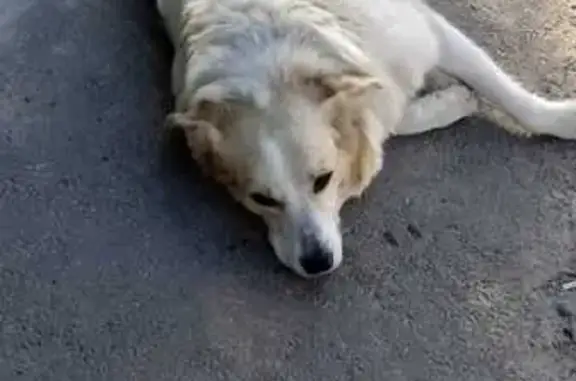 Найдена собака, Кострома, фото: Собака найдена на Профсоюзной 22а, Кострома