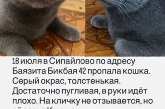 Кошки потеряшки, Уфа, фото: Потеряшка кошка, ул. Б. Бикбая, 42, Уфа