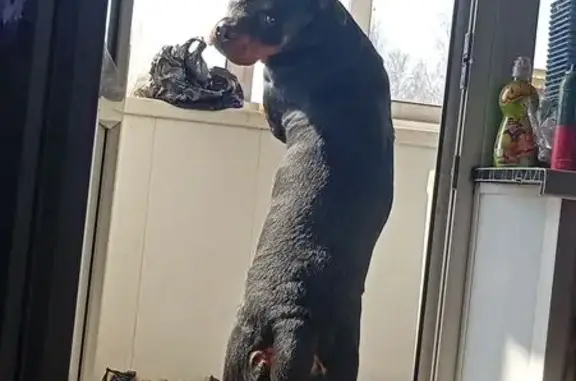 Собаки потеряшки, Полысаево, фото: Потеряшка собака, Артиллерийская 39/1