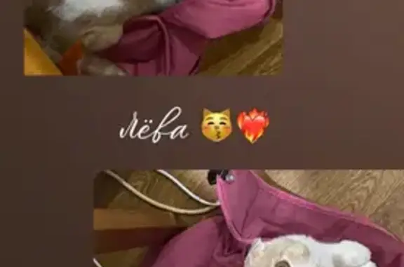 Пропала кошка, Иркутск, ул. 78