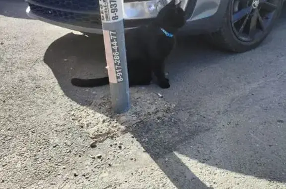 Кошка найдена на Сибирском тракте, Казань