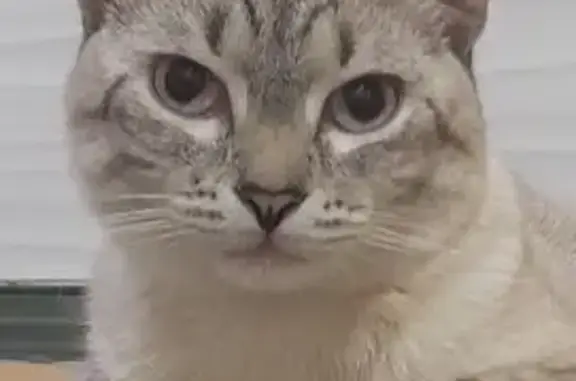 Кошки потеряшки, Владимир, фото: Потеряшка кошка, ул. Завадского 11В, Владимир