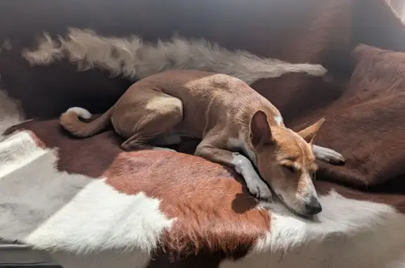 Собаки потеряшки, , фото: Потеряшка собака на Школьной улице, Прибытково