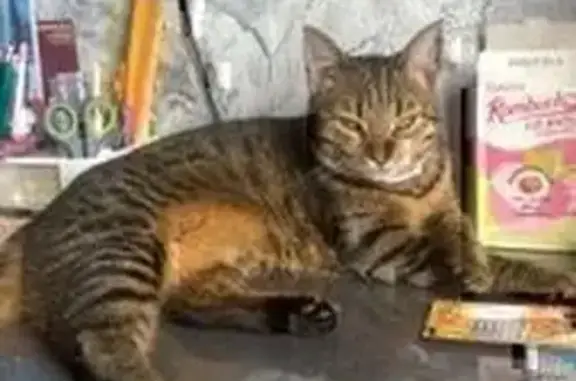 Пропала кошка, Тула, 25-й Октябрьский пр.