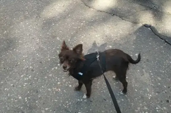 Найдена собака, Иваново, фото: Найдена собака, пл. Революции, Иваново