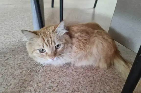 Найдена кошка, Биробиджан, фото: Котик найден: ул. Миллера, 11, Биробиджан