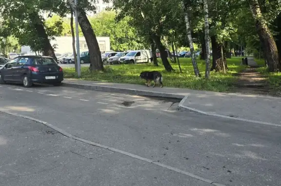 Найдена собака, Москва, фото: Собака найдена: Вешняковская ул., Москва