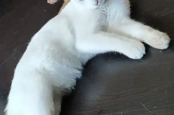 Кошки потеряшки, Хабаровск, фото: Потеряшка кошка, Гаражный проезд, 7