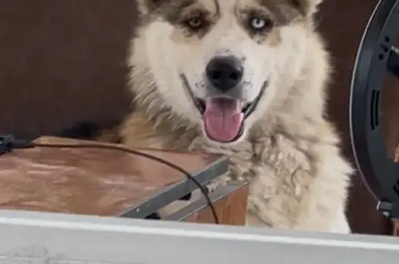 Найдена собака, Астрахань, фото: Найдена лайка, ул. Бабаевского 112, Астрахань