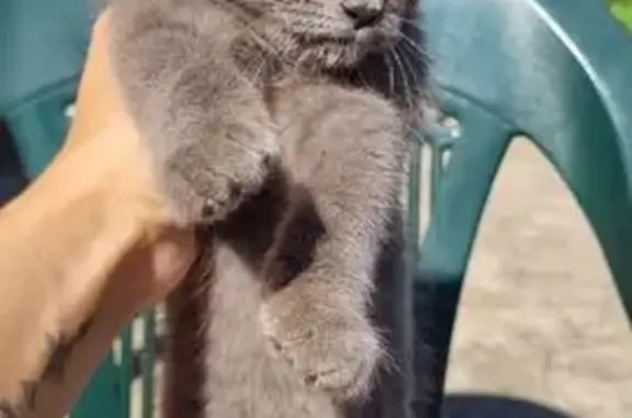 Найдена кошка, Краснодар, фото: Серый котик ищет дом, Ремесленная 8