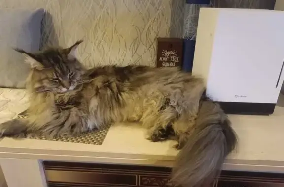 Потерянные животные Красноярск, фото: Пропала кошка, Медицинский пер., 25