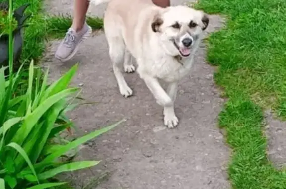 Собаки потеряшки, Конаково, фото: Потеряшка собака, Герцена 14, Конаково