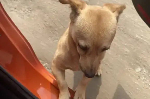 Найдена собака, Запрудная ул, 608