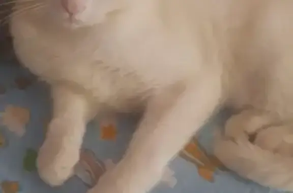 Кошки потеряшки, Набережные Челны, фото: Потеряшка кошка, 44/20-1, Набережные Челны