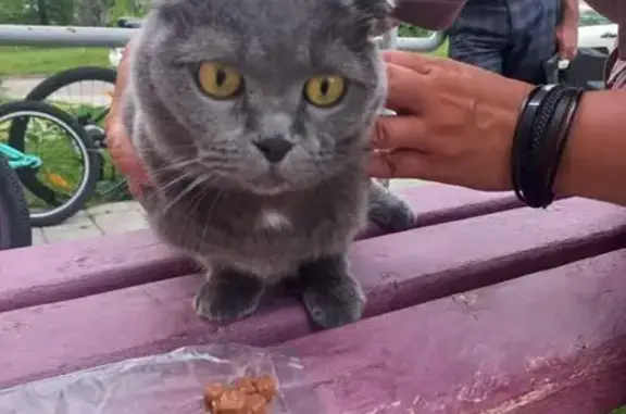 Найдена кошка, ул. Ленина, 8, Заречный