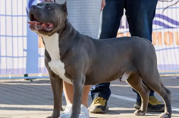 Собаки потеряшки, Калининградская область, фото: Потеряшка собака, 27К-112, Калининградка