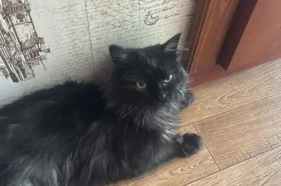Кошки потеряшки, Мыски, фото: Потеряшка кошка, 14, Мыски
