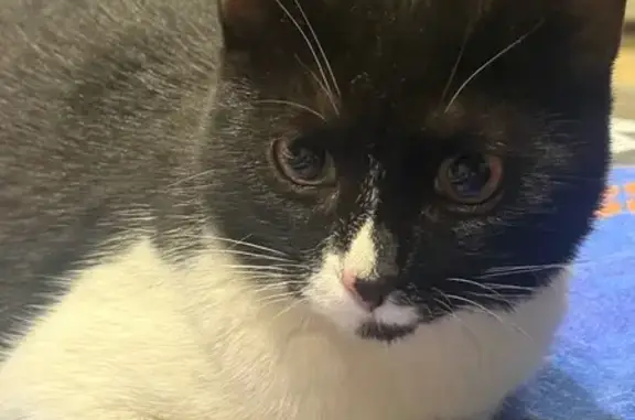 Найдена кошка, Ульяновск, фото: Черная кошка найдена на Московском шоссе, 108