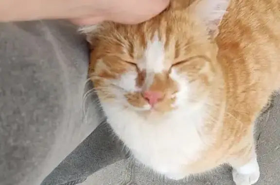 Найдена кошка, ул. Пушкина 21, Якутск