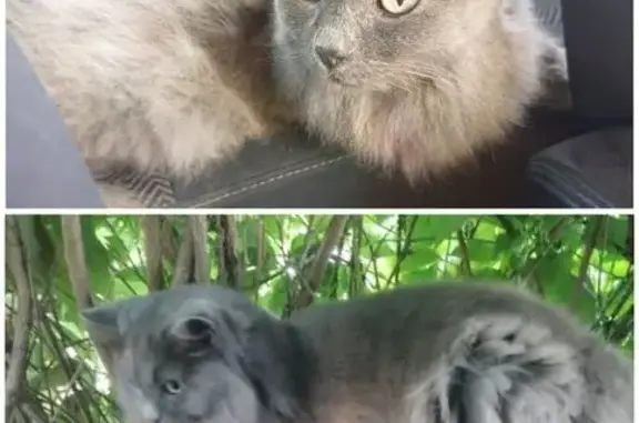 Кошки потеряшки, Новолуговое, фото: Потеряшка кошка Пушистая, 3, Новолуговое