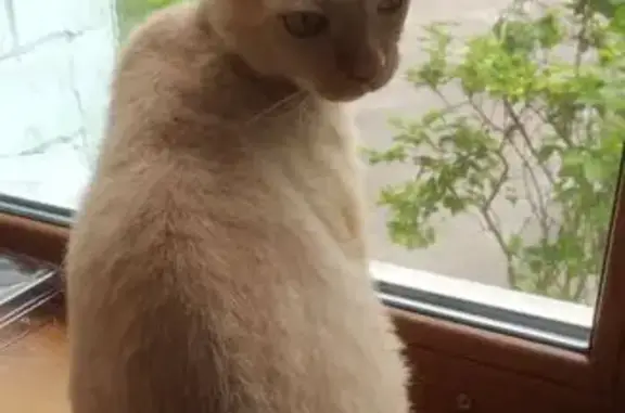 Пропала кошка, ул. Докучаева 9, Брянск